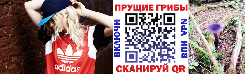 Купить закладки  Сорск  Псилоцибиновые грибы Magic Shrooms 